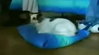 Галзуугийн Эмил нэл